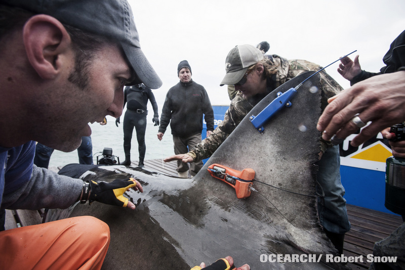 03032013_OCEARCH_JacksonvilleFL_0293